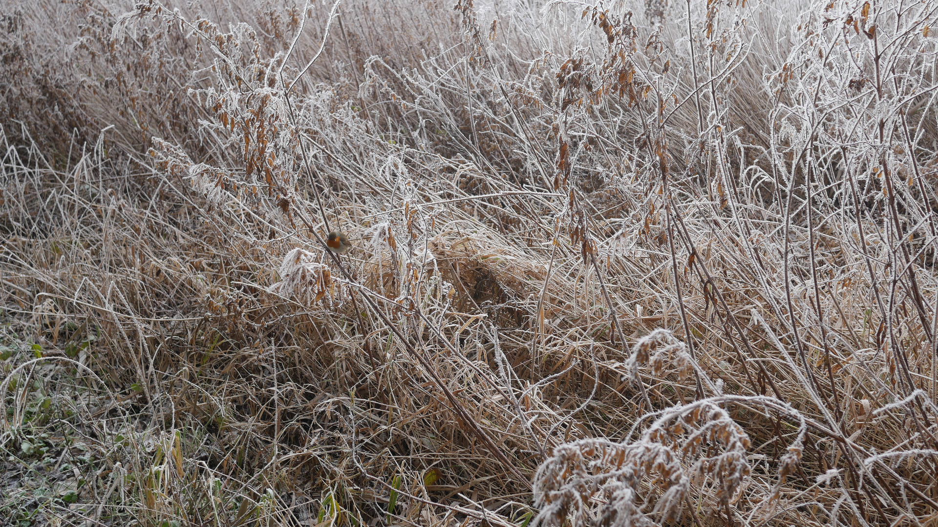 Winterwandeling met stamppot eten