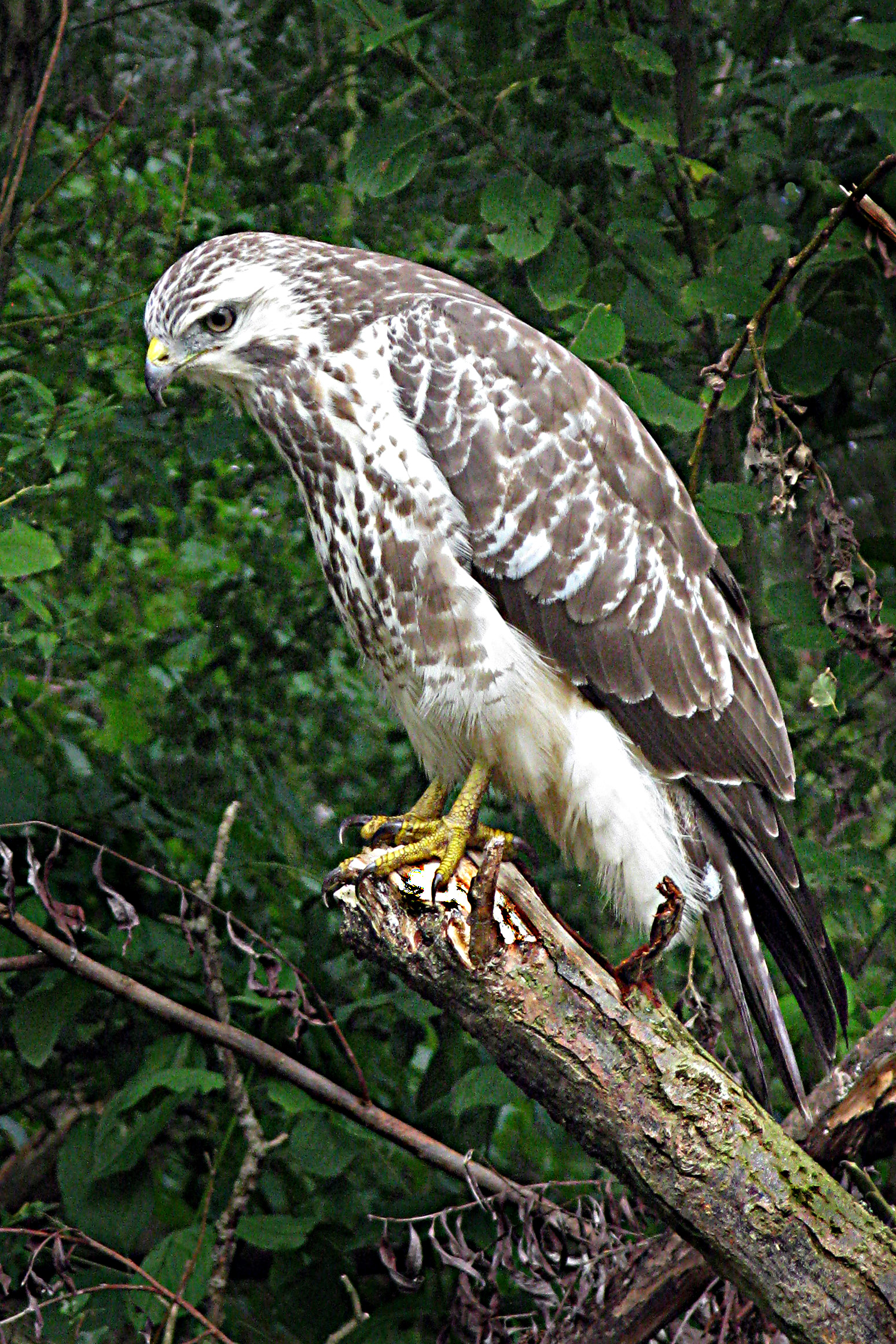 buizerd-cees-timmermans.jpg