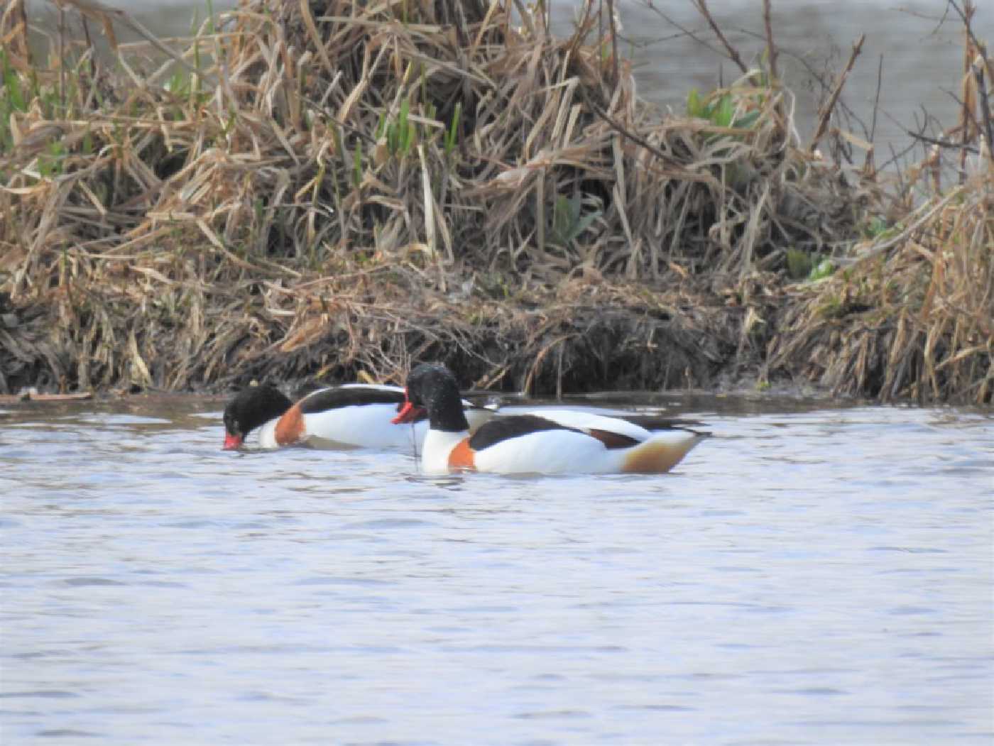 eendjes-in-de-water.jpg