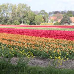 IMG_8537-1030x687