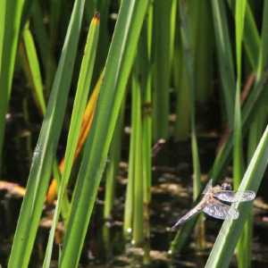 IMG_5848-1030x687