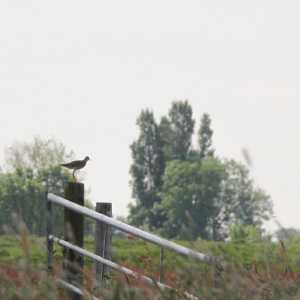 IMG_5687-1030x687
