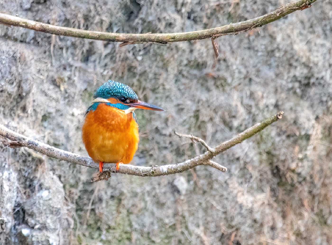 ijsvogel2.jpeg