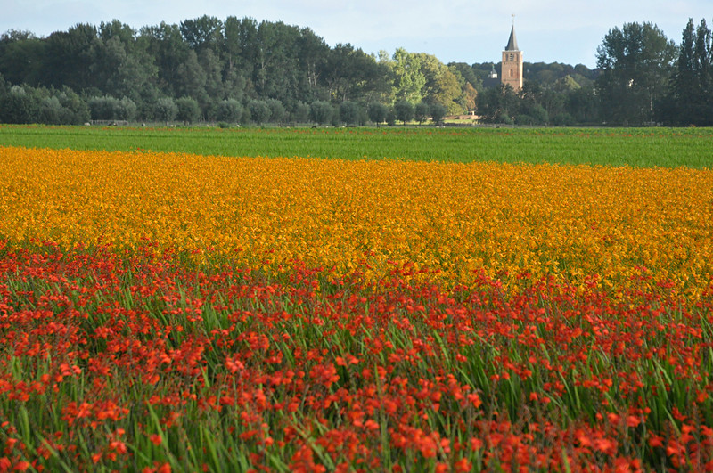 Ook zonder de Keukenhof (helaas!) valt er genoeg te genieten in de Bollenstreek!