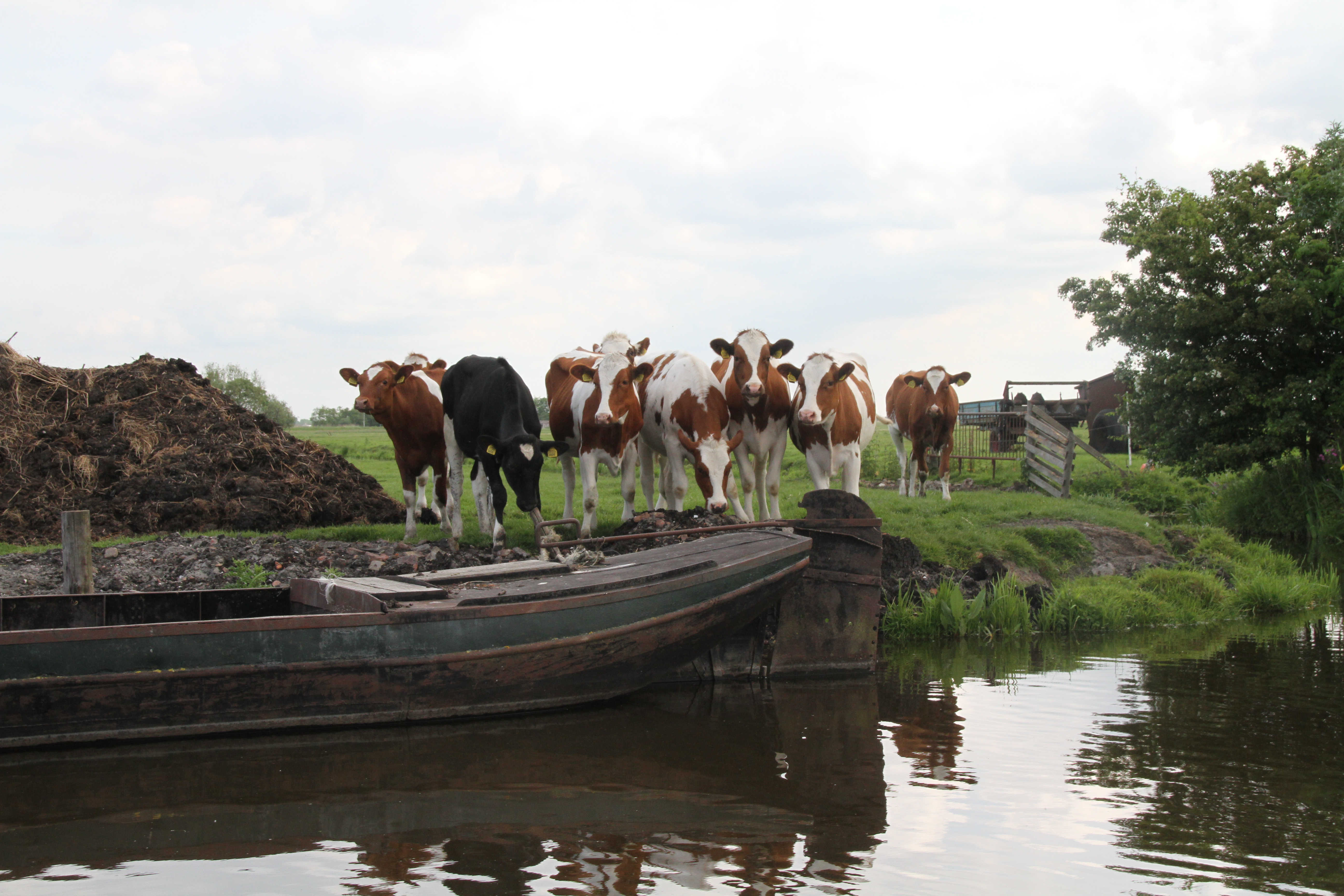 Excursie weidevogels met koeienschuit