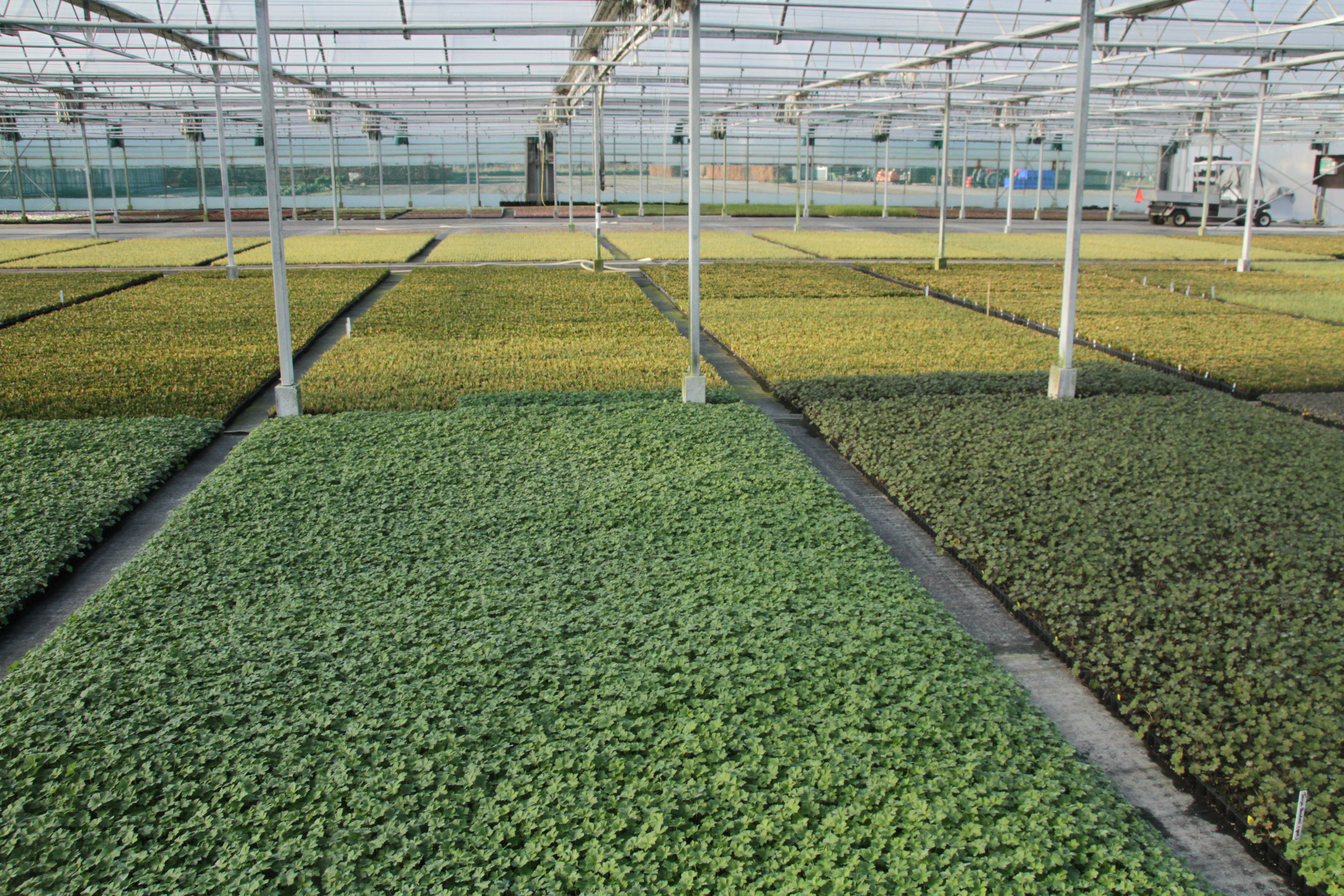 Lieveheersbeestjes en roofwespen ingezet bij plantenveredelingsbedrijf van Marco van Noort