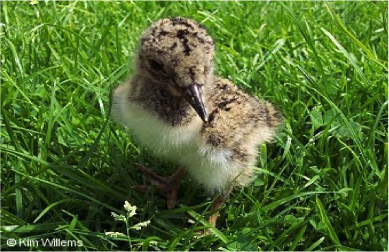 Nationale vogelweek