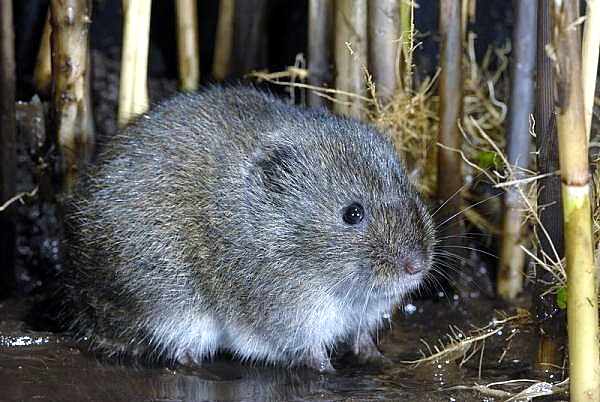 Slecht nieuws over de noordse woelmuis!