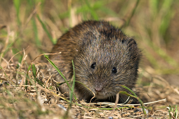 De Noordse woelmuis als mascotte van het NOCK