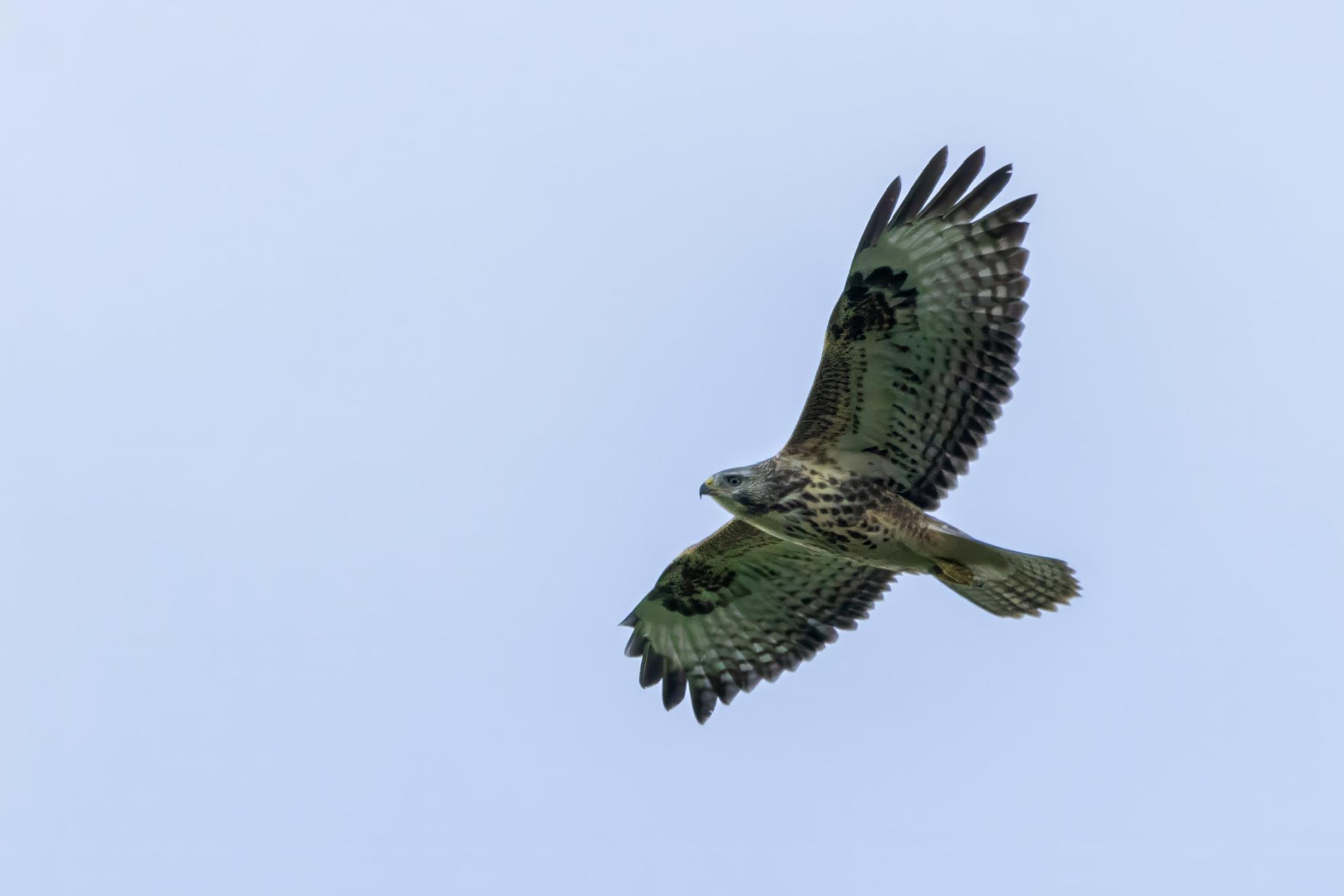 Met de Hylke Tromp op zoek naar roofvogels!