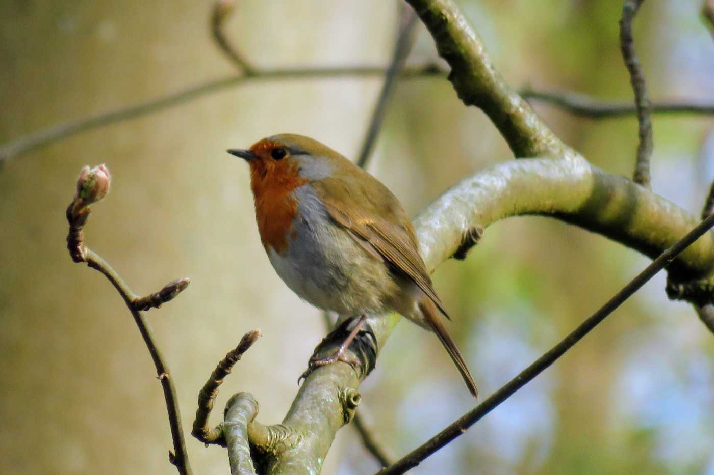 roodborst-mg-2.jpg